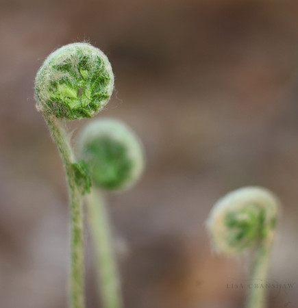 Spring Fiddleheads