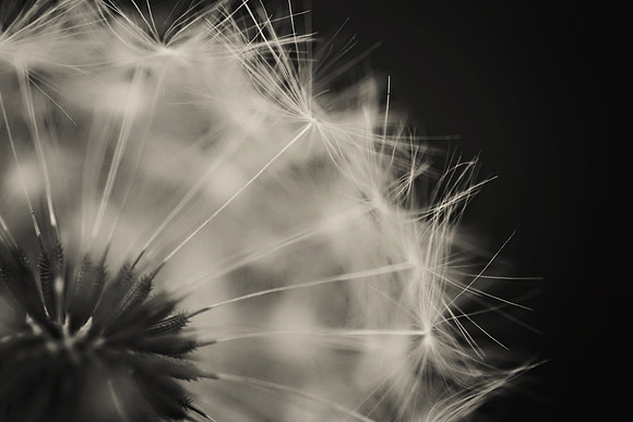 Dandelion Seeds