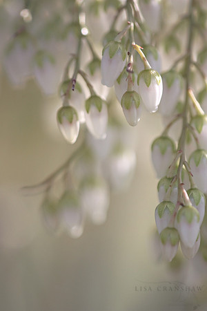 Glimpse of Spring Sunlight