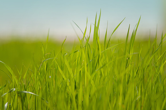 Green Summer Grass
