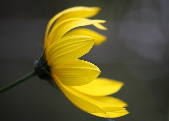 Yellow Daisy in the Wind