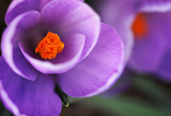 First Sign of Spring