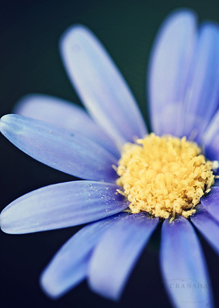 A Blue Day ...