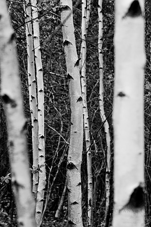 Birch Trees New England Forest black white
