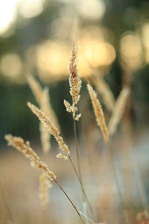 Golden Sun