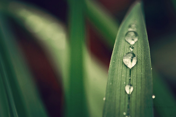 After the Rain ...