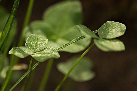 Clovers