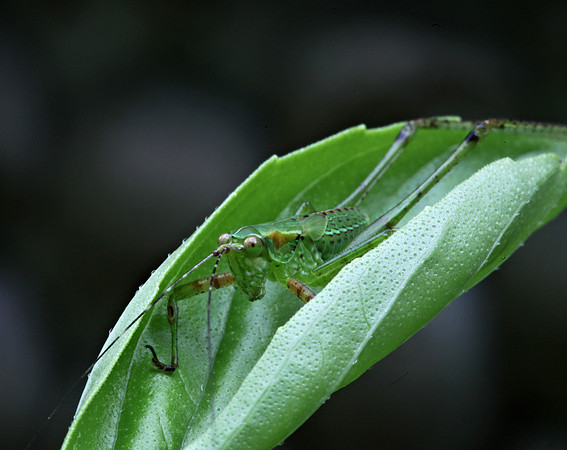 Grasshopper on Basil