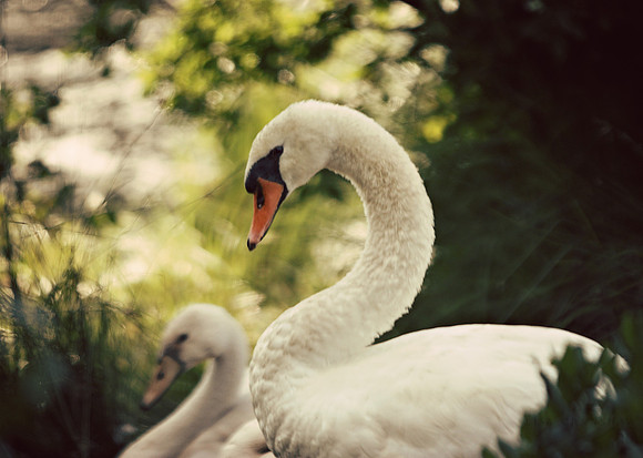 Graceful Swan